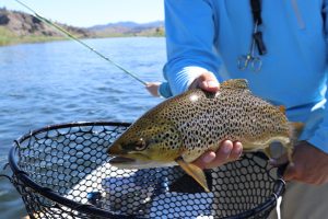 fish-2650625_1280